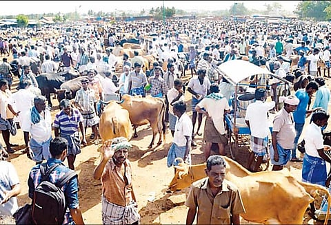 இறைச்சிக்காக விற்கும் தடை நீக்கம்: ஈரோடு மாட்டுச்சந்தை களைகட்டியது
