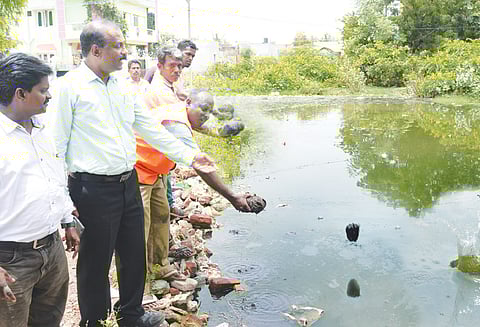 தேங்கி நிற்கும் தண்ணீரில் எண்ணெய் பந்து வீச்சு கொசு உற்பத்தியை தடுக்க நடவடிக்கை