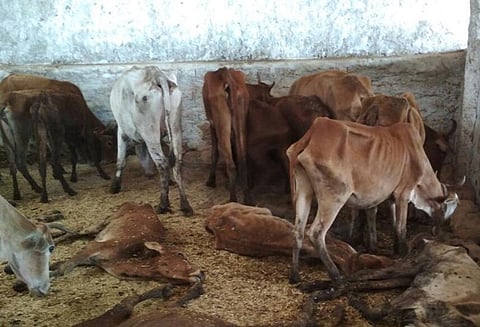 கோசாலையில் 200 பசுக்கள் பசியால் உயிரிழப்பு, சத்தீஷ்கார் பா.ஜனதா தலைவர் கைது