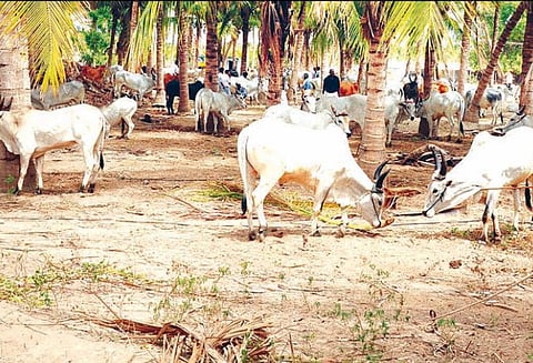 ரேக்ளா பந்தயத்தில் சீறிப்பாய்ந்த காளைகள் 246 வண்டிகள் பங்கேற்பு