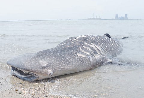 தூத்துக்குடியில் அரியவகை திமிங்கல சுறா மீன் இறந்த நிலையில் கரை ஒதுங்கியது