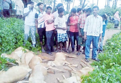 அறுந்து கிடந்த மின்கம்பியை மிதித்த 10 ஆடுகள் செத்தன