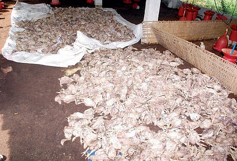 கனமழை: பண்ணைக்குள் தண்ணீர் புகுந்து 2 ஆயிரம் கோழிக்குஞ்சுகள் செத்தன