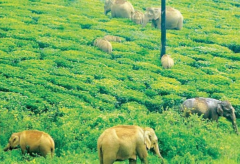 வால்பாறையில் அரசுபஸ்சை வழிமறித்து காட்டுயானைகள் அட்டகாசம்