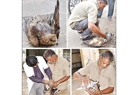 மின்சாரம் தாக்கி உயிருக்கு போராடிய கழுகு ஆட்டோ டிரைவர் மீட்டு சிகிச்சை அளித்தார்