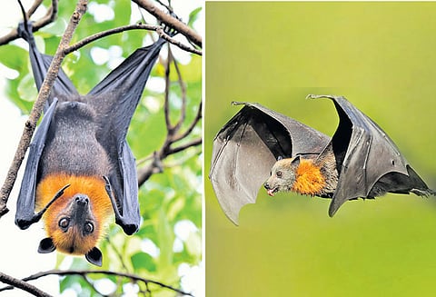 வவ்வால்கள்: கொசுக்களின் எதிரி... விவசாயிகளின் நண்பன்!