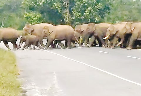 ஓசூர் அருகே சாலையில் குட்டிகளுடன் உலா வந்த 40 யானைகள்