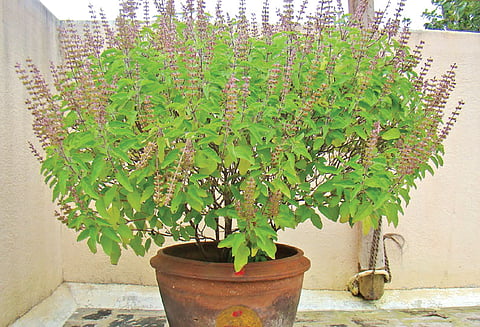 துன்பம் நீக்கும் துளசி