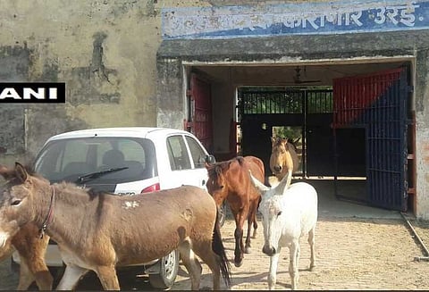 மதிப்புமிக்க மரக்கன்றுகளை சேதப்படுத்தியதற்காக கழுதை, குதிரைகளுக்கு 4 நாள் சிறை!