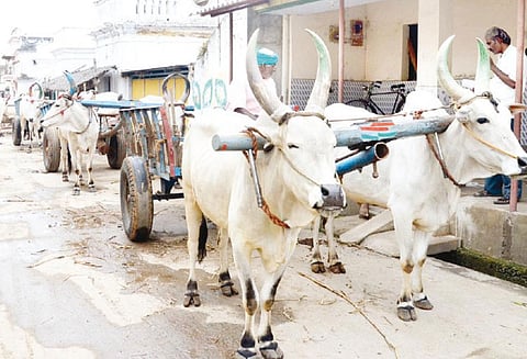 ஆதார், ரேஷன் கார்டுகளை ஒப்படைக்க மாட்டுவண்டியில் கலெக்டர் அலுவலகத்திற்கு வந்த தொழிலாளர்கள்