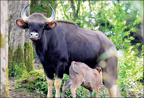 வனவிலங்குகளுக்கு தொந்தரவு செய்தால் கடும் நடவடிக்கை வனத்துறையினர் எச்சரிக்கை
