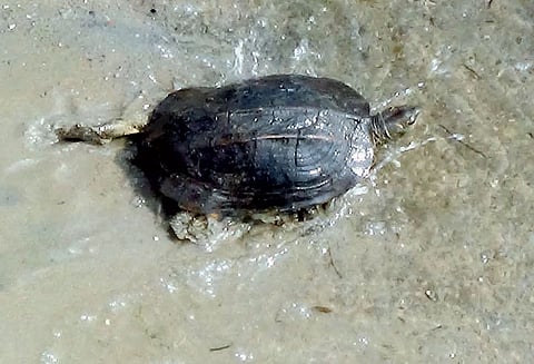 தொண்டி மீனவர் வலையில் சிக்கிய அரிய வகை கடல் ஆமை