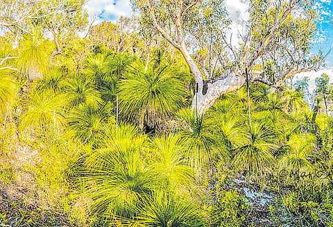 ரசாயனக் கழிவுகளை சுத்திகரிக்கும் தாவரம்