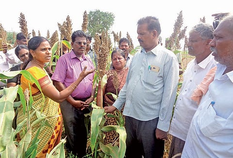 பருத்தி செடியை காப்பாற்ற ஊடுபயிராக ஆமணக்கை விதைக்க வேண்டும்