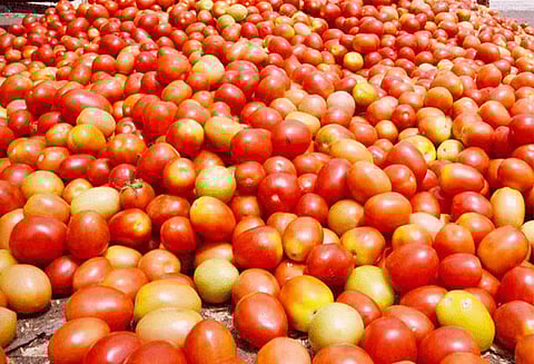 விளைச்சல்-வரத்து அதிகரிப்பு: தக்காளி விலை கடும் வீழ்ச்சி கிலோ ரூ.10-க்கு விற்பனை