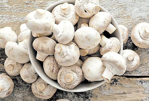 காளானின் கணக்கற்ற நன்மைகள்