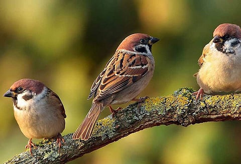 குருவிகளை பிடித்து கறியாக்கி விற்பனை செய்த 3 பேர் சிக்கினர்