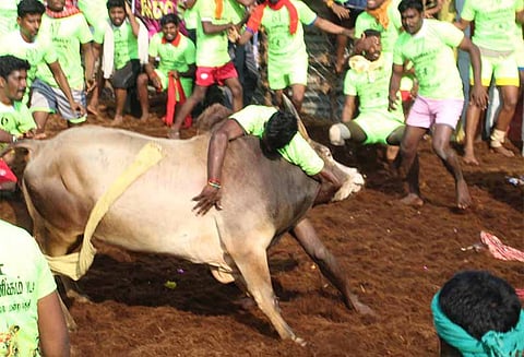 பால மேடு ஜல்லிக்கட்டு முதல் சுற்று முடிவடைந்தது 77 காளைகள் இறங்கின 5 பேர் காயம்