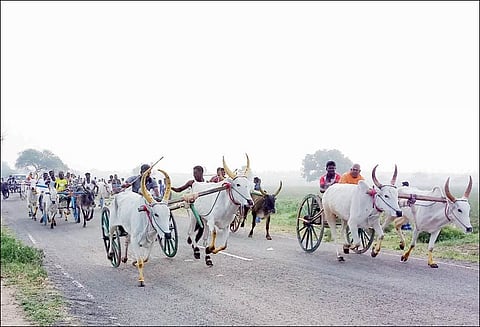 விளாத்திகுளம் அருகே மாட்டு வண்டி போட்டி