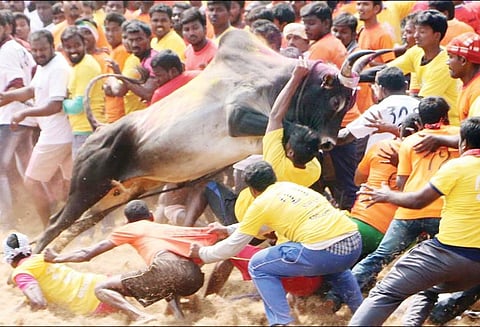 சேலம் அருகே கூலமேட்டில் உற்சாகம்: ஜல்லிக்கட்டில் சீறிப்பாய்ந்த 484 காளைகள்