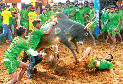 அரசாணையில்லாமல் நடத்தப்பட்ட ஜல்லிக்கட்டை ‘சட்டவிரோதமாக கருதலாம்’ நீதிபதிகள் கருத்து