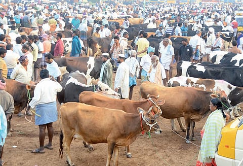 ஈரோடு கருங்கல்பாளையம் சந்தையில் 450 மாடுகள் விற்பனை