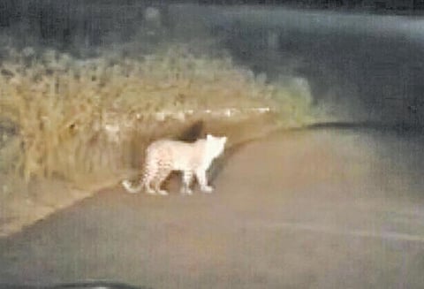 ஆசனூர் அருகே 1 கி.மீ. தூரம் ரோட்டில் நடமாடிய சிறுத்தை