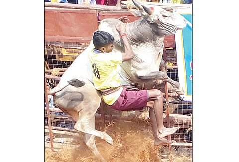 ஜல்லிக்கட்டில் 639 காளைகள் சீறிப்பாய்ந்தன; 19 பேர் காயம்