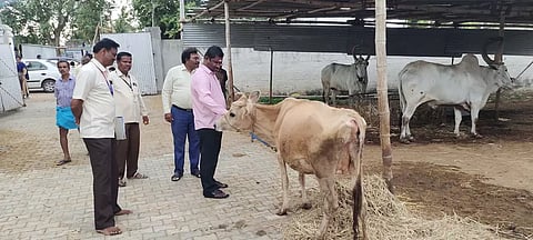 சென்னிமலை முருகன் கோவில் கோசாலையில் இந்து சமய அறநிலையத்துறை இணை ஆணையர் ஆய்வு