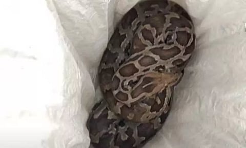 மலைப்பாம்பை சாக்கில் போட்டு மருத்துவமனைக்கு எடுத்த வந்த நபர் - திடுக்கிடும் காரணம்