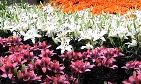 கொடைக்கானல் : சுற்றுலா பயணிகளை கவரும் லில்லியம் மலர்கள்..!