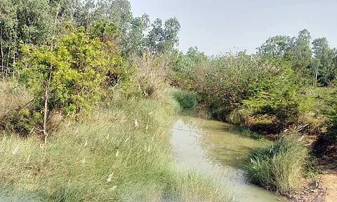 வெண்ணங்குழி ஓடையை தூர்வாரி, கரைகளை பலப்படுத்த கோரிக்கை