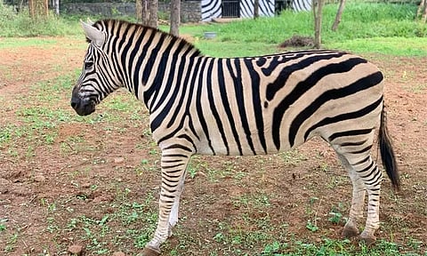 வண்டலூர் உயிரியல் பூங்காவில் 18 வயதான பெண் வரிக்குதிரை "டீனா" உயிரிழப்பு