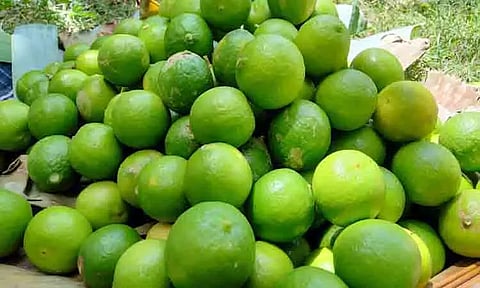 எலுமிச்சை விளைச்சல் அமோகம்