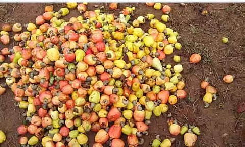 தொடர் கனமழையால் முந்திரி விவசாயிகள் கவலை