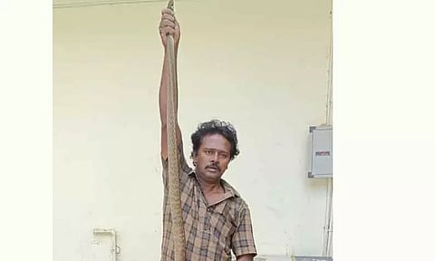 வீட்டுக்குள் புகுந்த 8 அடி நீளமுள்ள சாரைப்பாம்பு பிடிபட்டது
