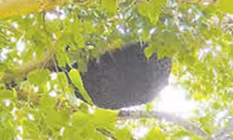 கதண்டுகள் அழிப்பு