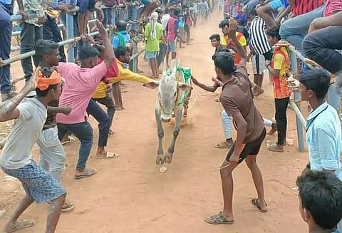 காளை விடும் விழாவில் மாடுகள் முட்டி 23 பேர் காயம்