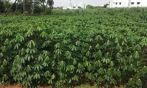 செழித்து வளர்ந்துள்ள மரவள்ளி செடிகள்