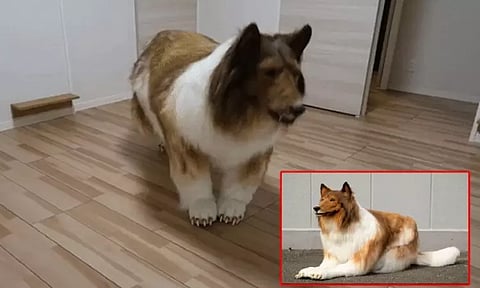 மனிதராக இருந்து போரடித்து விட்டது; நாய் உருவம் கொண்ட விசித்திர ஜப்பானியர்