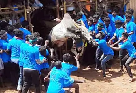 ஜல்லிக்கட்டில் காளைகள் முட்டியதில் 32 பேர் காயம்