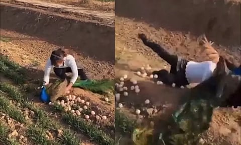 முட்டைகளை அபகரிக்கும் இளம்பெண்... பாய்ந்து தாக்கும் ஆண் மயில் வைரலான வீடியோ