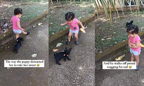 சிறுமியின் லாலி பாப் மிட்டாயை குட்டி நாய் பறித்து சென்ற லாவகம்; வைரலான வீடியோ