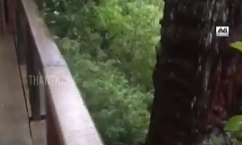 சிலி நாட்டில் உலகின் மிகப்பழமையான மரம் கண்டுபிடிப்பு..!