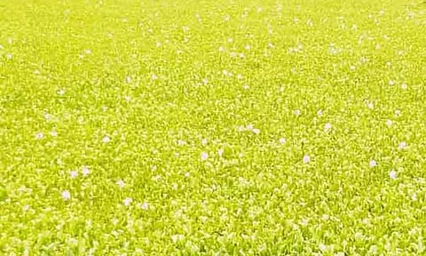 குளங்களில் மண்டிக்கிடக்கும் ஆகாயத்தாமரை அகற்றப்படுமா?