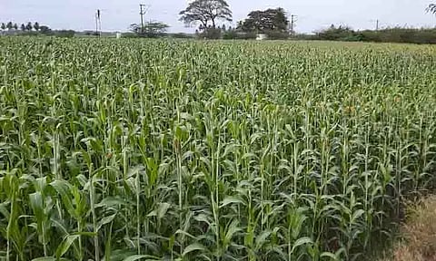 செழித்து வளர்ந்துள்ள சோளப்பயிர்கள்