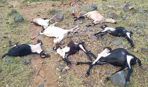 மின்னல் தாக்கி 7 ஆடுகள் பலி