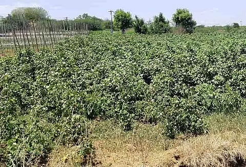 செழித்து வளர்ந்துள்ள பருத்தி செடிகள்