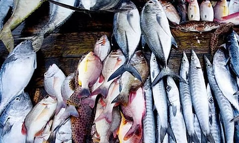 மீன் பிரியர்களுக்கு ஓர் அதிர்ச்சி செய்தி..!