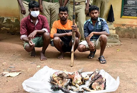 மயில் வேட்டையாடிய 3 வாலிபர்கள் கைது